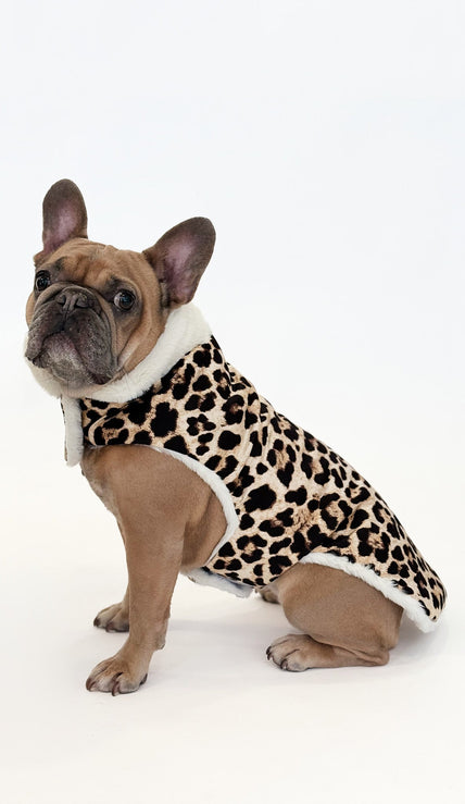 Modeli za francoske buldoge