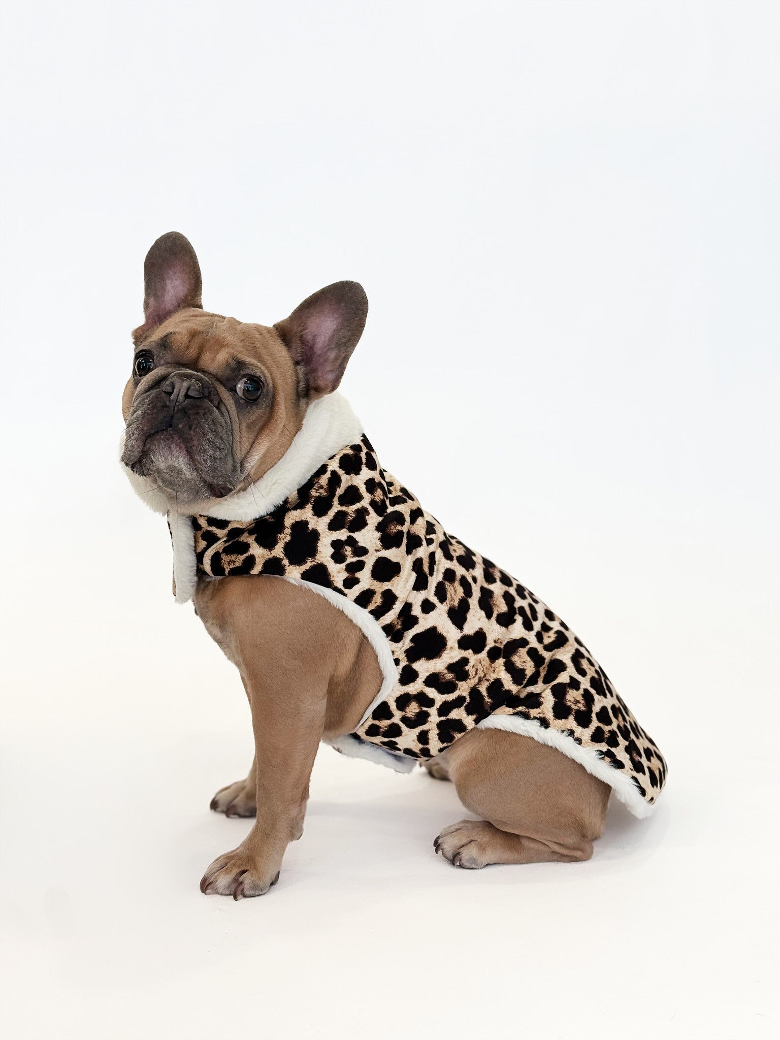 Modeli za francoske buldoge